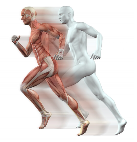 Effets sur le système musculaire